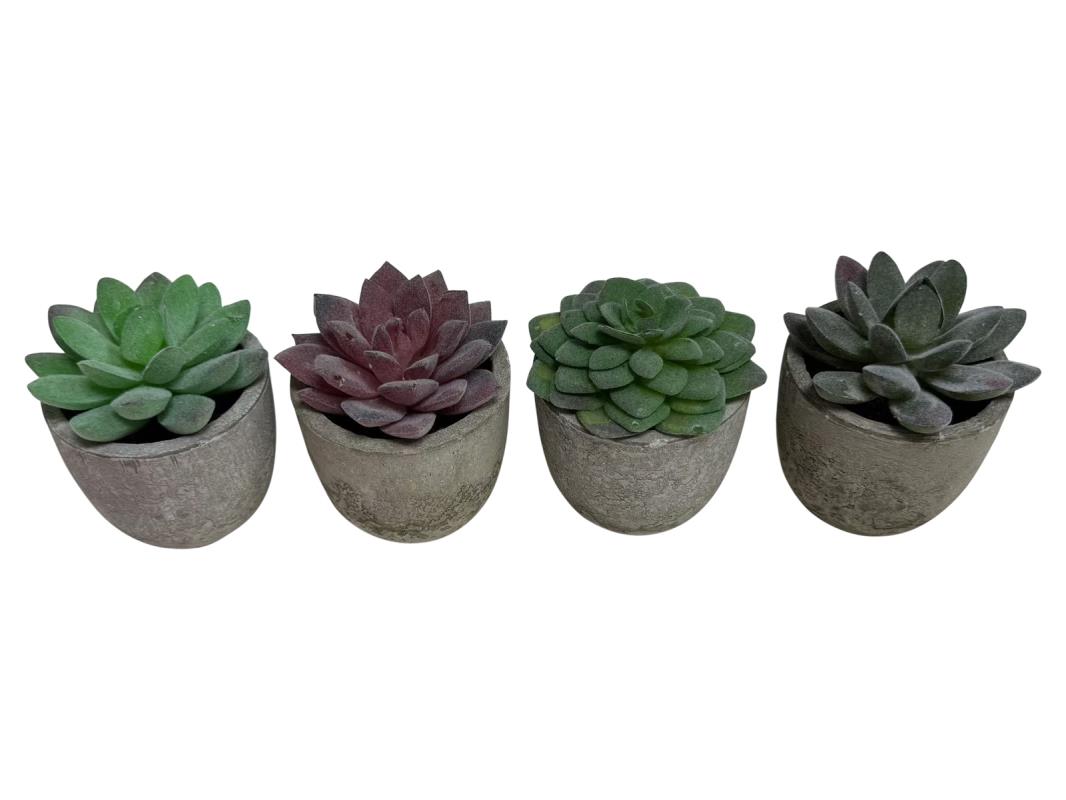 8cm Cactus Plant in Natural Colour Pot 4 Asstd in Display (24=Free Display)