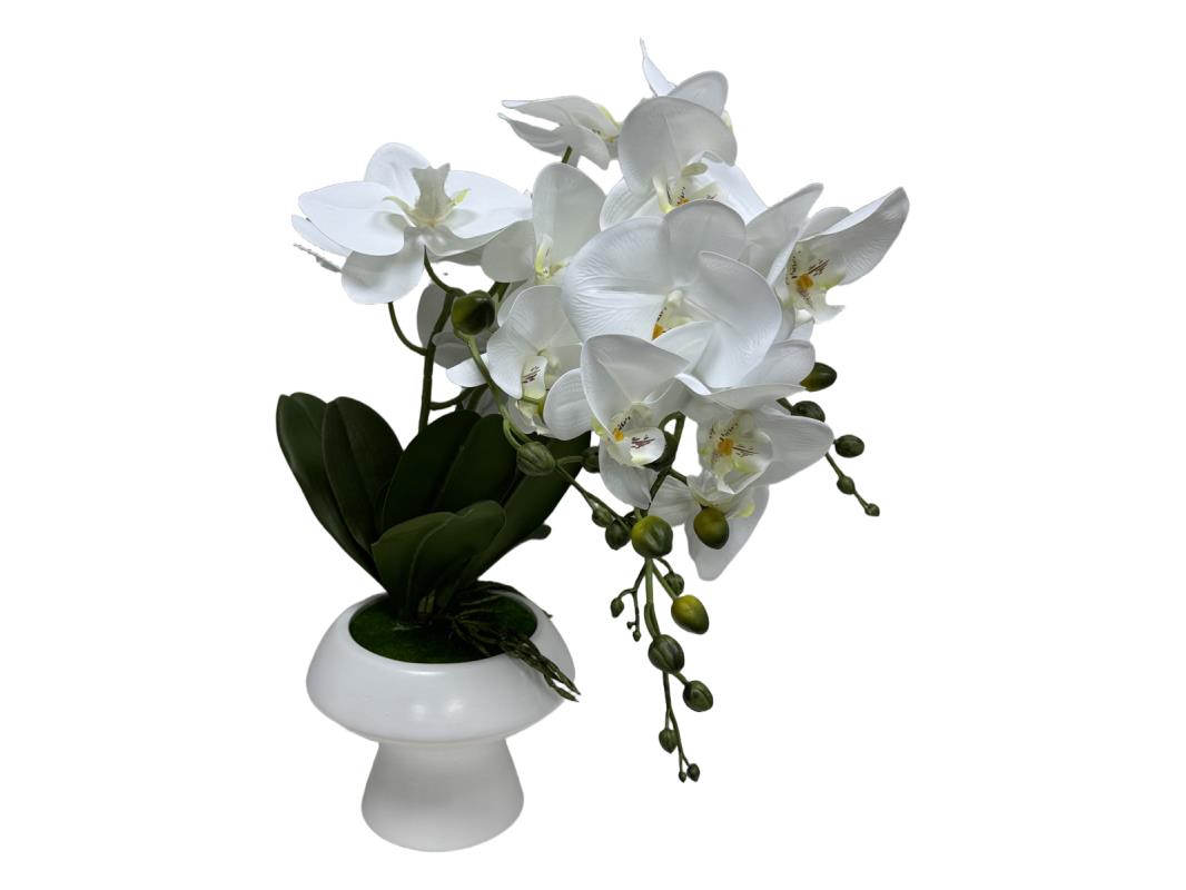 56cm White Orchid in White Pot