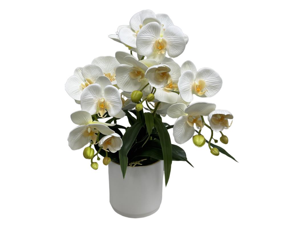 50cm 3 Stem White Orchid
