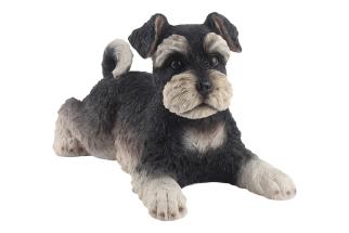 29x20cm Laying Miniature Schnauzer Puppy