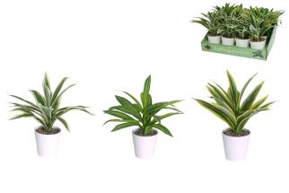 27cm Dracaena Plant in Pot 3 Asstd (12=Free Display)