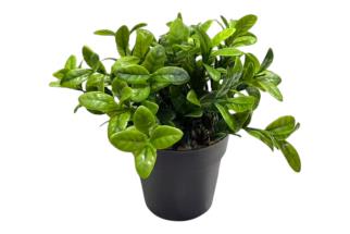15x15cm Sesame Leaf Plant in Black Pot