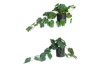 50cm Plant Shelf Sitter 2 Asstd