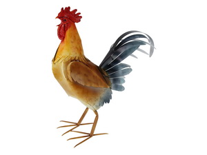 62x48cm Metal Garden Rooster