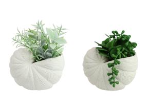 14cm Succulent in Shell Decor Vase